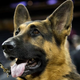 A German shepherd that is not Gunther VI (you can tell by the lack of entitlement in its eyes).